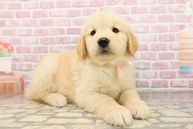 埼玉県のゴールデンレトリバー (Coo&RIKU所沢店/2025年6月25日生まれ/女の子/ゴールデン)の子犬の3枚目の画像