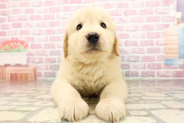 千葉県のゴールデンレトリバー (Coo&RIKU東金店/2025年6月25日生まれ/女の子/ゴールデン)の子犬の1枚目の画像