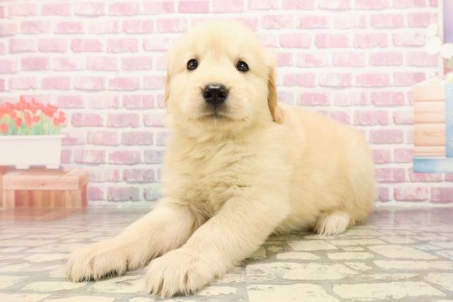 千葉県のゴールデンレトリバー (Coo&RIKU東金店/2025年6月25日生まれ/女の子/ゴールデン)の子犬の2枚目の画像