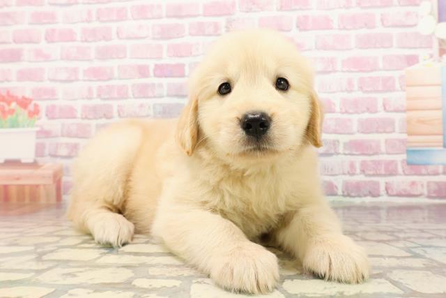 千葉県のゴールデンレトリバー (Coo&RIKU東金店/2025年6月25日生まれ/女の子/ゴールデン)の子犬の3枚目の画像