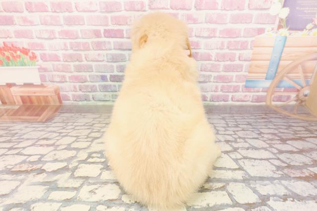 千葉県のゴールデンレトリバー (Coo&RIKU東金店/2025年6月25日生まれ/女の子/ゴールデン)の子犬の4枚目の画像