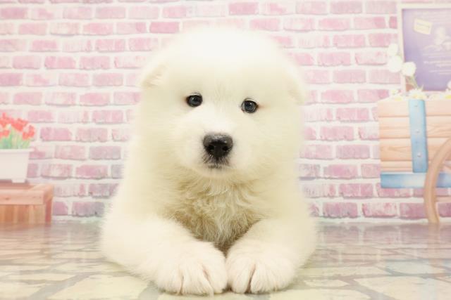 静岡県のサモエド (Coo&RIKU静岡SBS通り店/2025年6月24日生まれ/男の子/ホワイト)の子犬の1枚目の画像