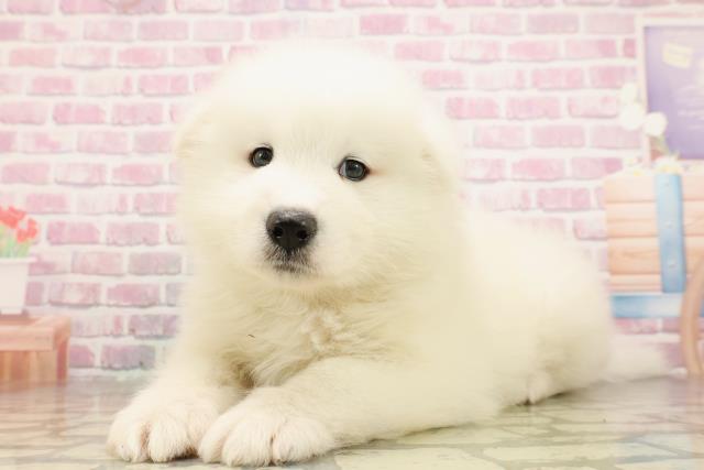 静岡県のサモエド (Coo&RIKU静岡SBS通り店/2025年6月24日生まれ/男の子/ホワイト)の子犬の2枚目の画像