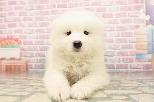 静岡県のサモエド (Coo&RIKU富士店/2025年6月24日生まれ/男の子/ホワイト)の子犬の1枚目の画像
