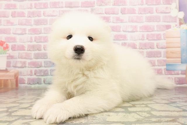 静岡県のサモエド (Coo&RIKU富士店/2025年6月24日生まれ/男の子/ホワイト)の子犬の2枚目の画像