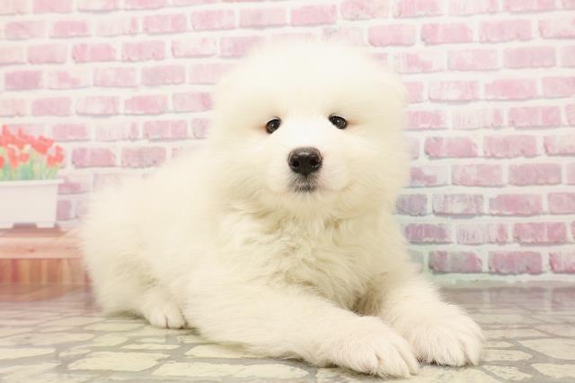 静岡県のサモエド (Coo&RIKU富士店/2025年6月24日生まれ/男の子/ホワイト)の子犬の3枚目の画像