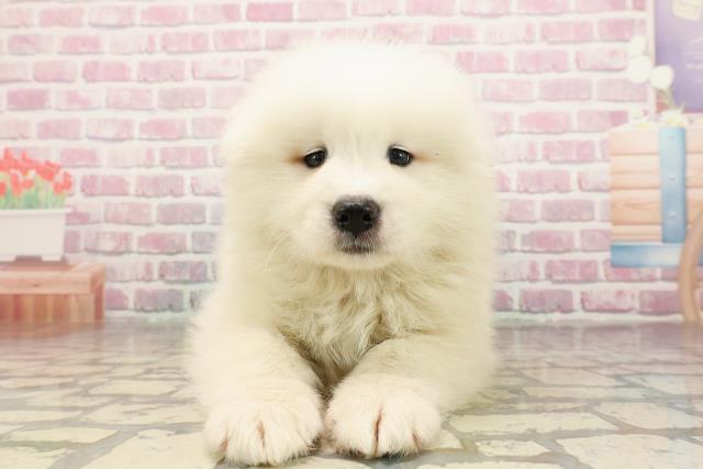 宮城県のサモエド (Coo&RIKU仙台太白店/2025年6月24日生まれ/男の子/ホワイト)の子犬の1枚目の画像