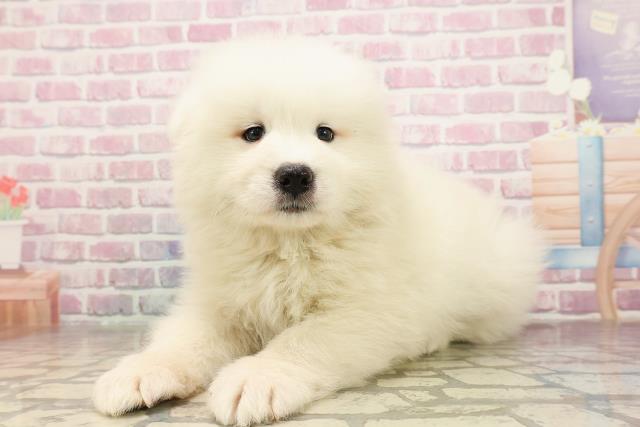 宮城県のサモエド (Coo&RIKU仙台太白店/2025年6月24日生まれ/男の子/ホワイト)の子犬の2枚目の画像