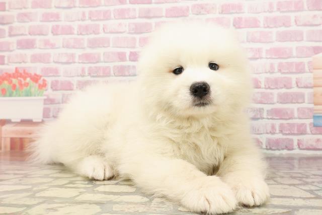 宮城県のサモエド (Coo&RIKU仙台太白店/2025年6月24日生まれ/男の子/ホワイト)の子犬の3枚目の画像