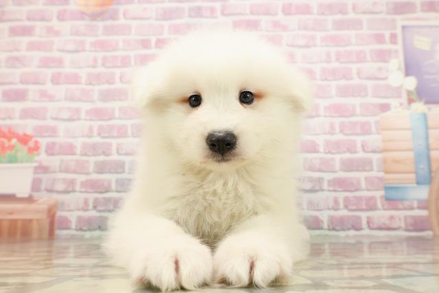 埼玉県のサモエド (Coo&RIKUアニマルケアセンター大宮/2025年6月24日生まれ/男の子/ホワイト)の子犬の1枚目の画像