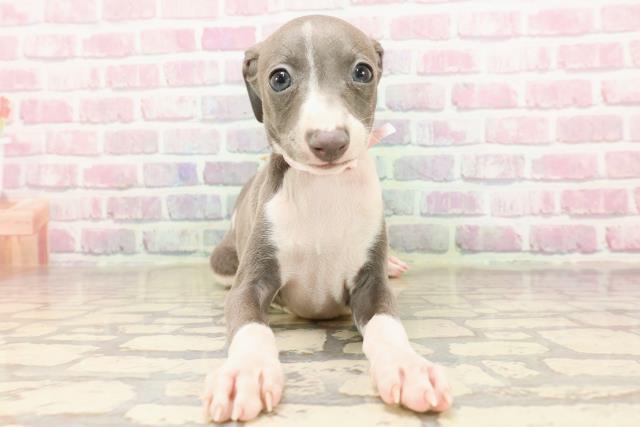 東京都のイタリアングレーハウンド (Coo&RIKU練馬店/2025年6月23日生まれ/女の子/ブルーホワイト)の子犬の1枚目の画像
