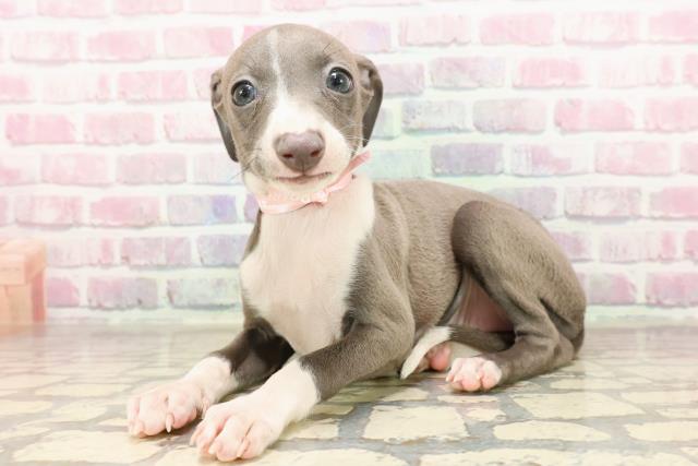 東京都のイタリアングレーハウンド (Coo&RIKU練馬店/2025年6月23日生まれ/女の子/ブルーホワイト)の子犬の2枚目の画像