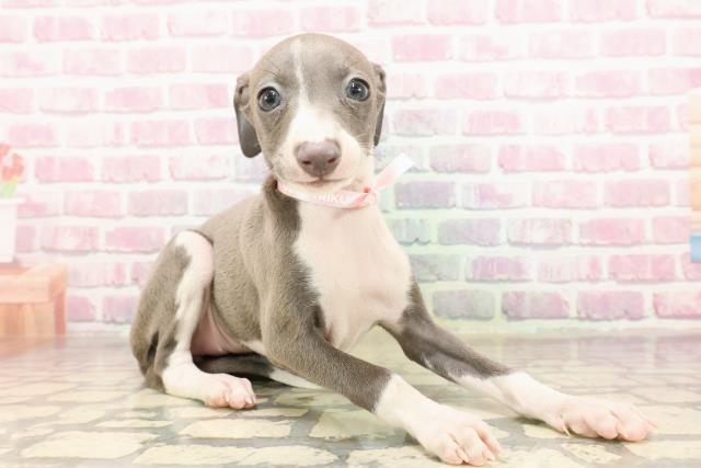 東京都のイタリアングレーハウンド (Coo&RIKU練馬店/2025年6月23日生まれ/女の子/ブルーホワイト)の子犬の3枚目の画像