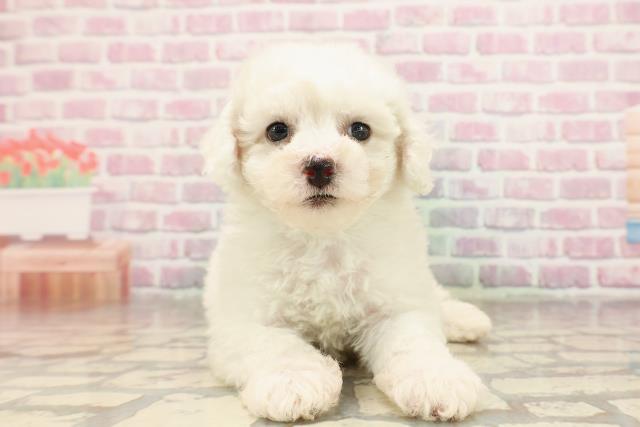 東京都のビションフリーゼ (Coo&RIKU板橋店/2025年6月22日生まれ/男の子/ホワイト)の子犬の1枚目の画像