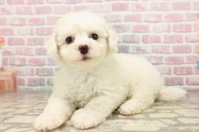 東京都のビションフリーゼ (Coo&RIKU板橋店/2025年6月22日生まれ/男の子/ホワイト)の子犬の2枚目の画像