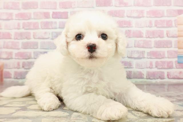 東京都のビションフリーゼ (Coo&RIKU板橋店/2025年6月22日生まれ/男の子/ホワイト)の子犬の3枚目の画像