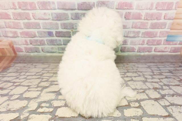 東京都のビションフリーゼ (Coo&RIKU板橋店/2025年6月22日生まれ/男の子/ホワイト)の子犬の4枚目の画像