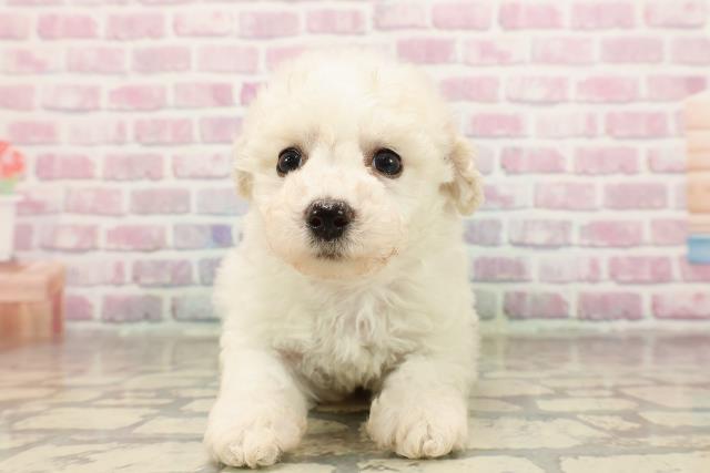 東京都のビションフリーゼ (Coo&RIKU江戸川店/2025年6月22日生まれ/女の子/ホワイト)の子犬の1枚目の画像