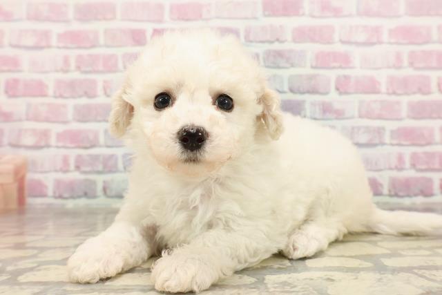 東京都のビションフリーゼ (Coo&RIKU江戸川店/2025年6月22日生まれ/女の子/ホワイト)の子犬の2枚目の画像