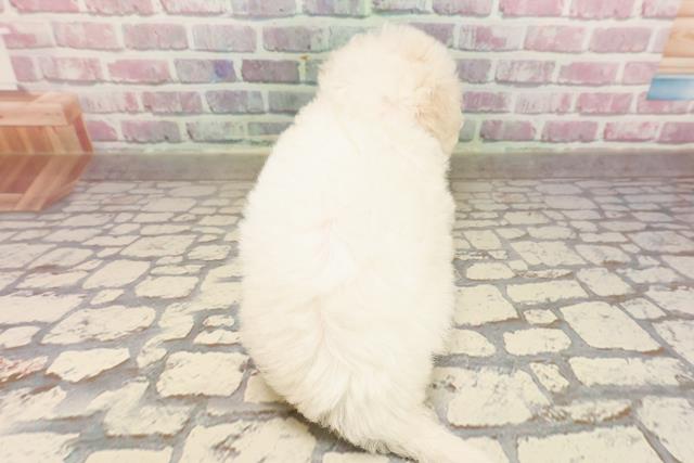 東京都のビションフリーゼ (Coo&RIKU江戸川店/2025年6月22日生まれ/女の子/ホワイト)の子犬の4枚目の画像