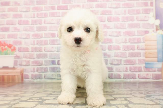 埼玉県のビションフリーゼ (Coo&RIKU川口戸塚店/2025年6月22日生まれ/女の子/ホワイト)の子犬