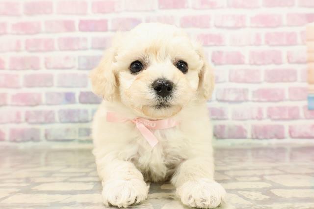 福島県のビションフリーゼ (Coo&RIKU郡山店/2025年6月22日生まれ/女の子/ホワイト)の子犬の1枚目の画像