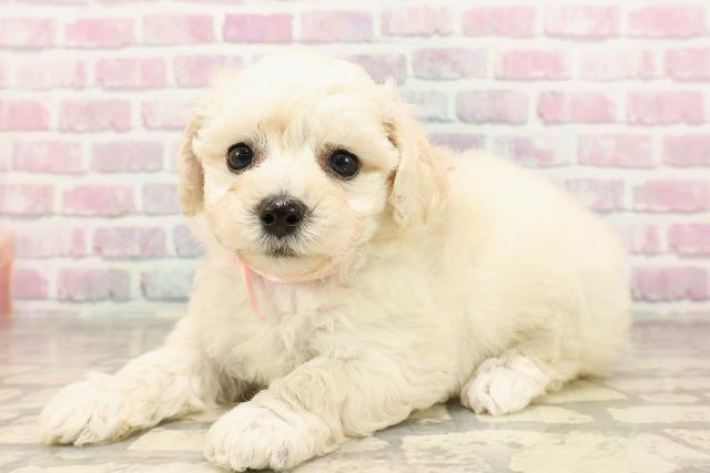 福島県のビションフリーゼ (Coo&RIKU郡山店/2025年6月22日生まれ/女の子/ホワイト)の子犬の2枚目の画像