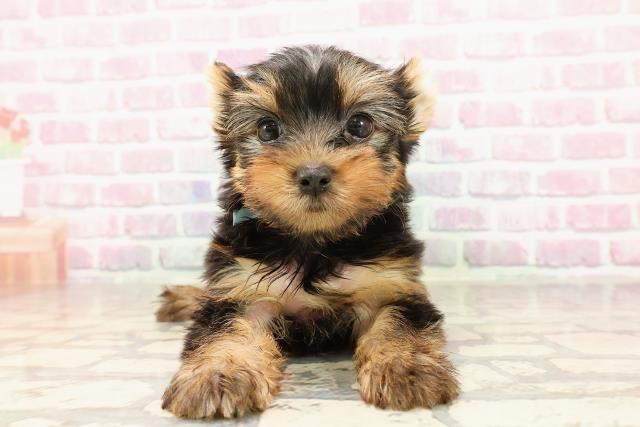 東京都のヨークシャーテリア (Coo&RIKU練馬店/2025年6月25日生まれ/男の子/スチールブルータン)の子犬の1枚目の画像