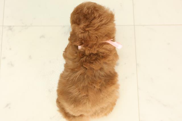 佐賀県のティーカッププードル (Coo&RIKU佐賀神埼店/2025年6月20日生まれ/女の子/レッド)の子犬の4枚目の画像
