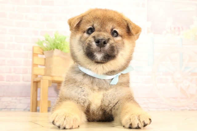 柴犬