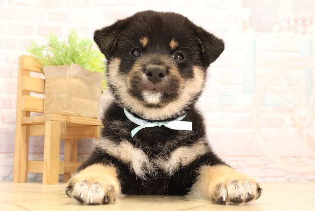 柴犬