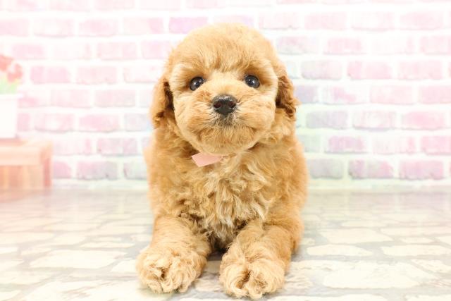 東京都のトイプードル(トイ) (Coo&RIKU立川店/2025年6月26日生まれ/女の子/アプリコット)の子犬の1枚目の画像