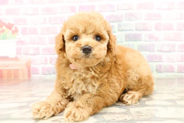 東京都のトイプードル(トイ) (Coo&RIKU立川店/2025年6月26日生まれ/女の子/アプリコット)の子犬の2枚目の画像