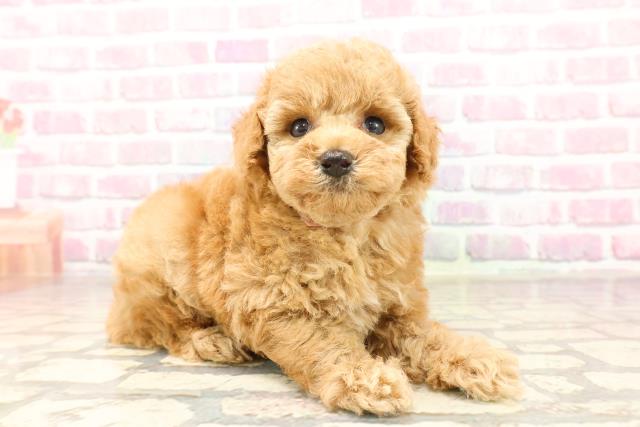 東京都のトイプードル(トイ) (Coo&RIKU立川店/2025年6月26日生まれ/女の子/アプリコット)の子犬の3枚目の画像