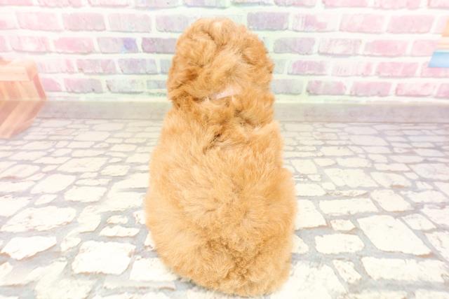 東京都のトイプードル(トイ) (Coo&RIKU立川店/2025年6月26日生まれ/女の子/アプリコット)の子犬の4枚目の画像