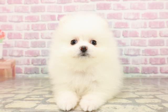 群馬県のポメラニアン (Coo&RIKU高崎店/2025年6月26日生まれ/女の子/クリーム)の子犬