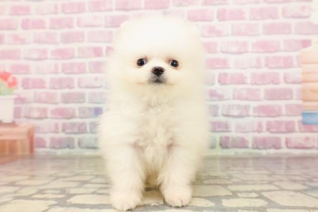 埼玉県のポメラニアン (Coo&RIKUアニマルケアセンター大宮/2025年6月26日生まれ/男の子/クリーム)の子犬の1枚目の画像