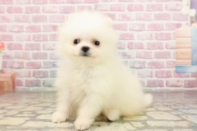埼玉県のポメラニアン (Coo&RIKUアニマルケアセンター大宮/2025年6月26日生まれ/男の子/クリーム)の子犬の2枚目の画像