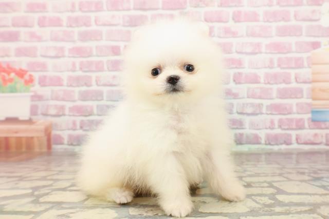 埼玉県のポメラニアン (Coo&RIKUアニマルケアセンター大宮/2025年6月26日生まれ/男の子/クリーム)の子犬の3枚目の画像