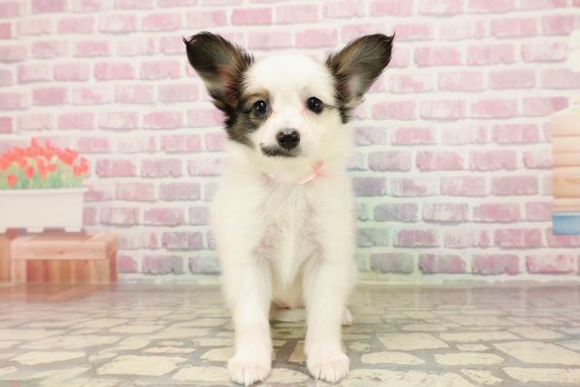 東京都のパピヨン (Coo&RIKU立川店/2025年6月26日生まれ/女の子/ホワイトブラウン)の子犬の1枚目の画像