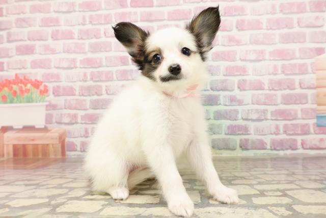 東京都のパピヨン (Coo&RIKU立川店/2025年6月26日生まれ/女の子/ホワイトブラウン)の子犬の3枚目の画像