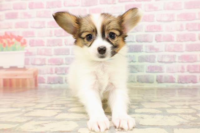 群馬県のパピヨン (Coo&RIKU伊勢崎店/2025年6月26日生まれ/男の子/ホワイトブラウン)の子犬
