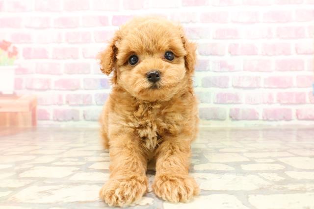 栃木県のトイプードル(トイ) (Coo&RIKU宇都宮店/2025年6月26日生まれ/男の子/アプリコット)の子犬