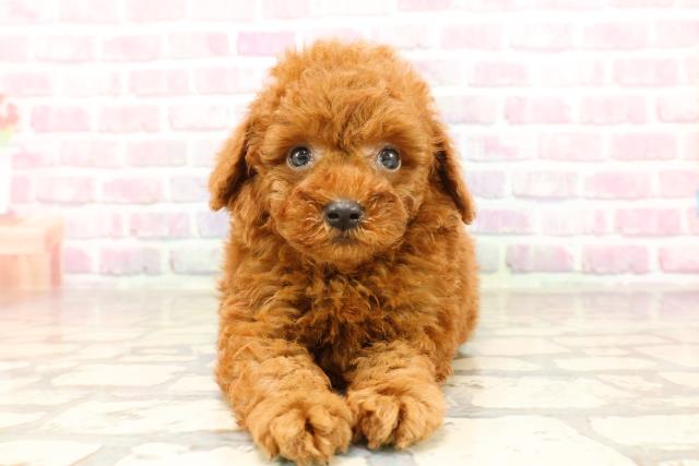 東京都のトイプードル(トイ) (Coo&RIKU福生店/2025年6月25日生まれ/男の子/レッド)の子犬の1枚目の画像
