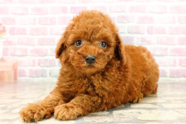 東京都のトイプードル(トイ) (Coo&RIKU福生店/2025年6月25日生まれ/男の子/レッド)の子犬の2枚目の画像