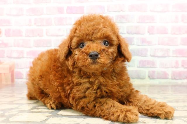 東京都のトイプードル(トイ) (Coo&RIKU福生店/2025年6月25日生まれ/男の子/レッド)の子犬の3枚目の画像