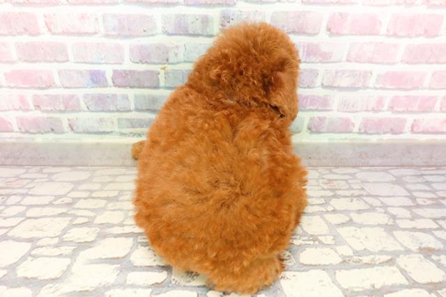 東京都のトイプードル(トイ) (Coo&RIKU福生店/2025年6月25日生まれ/男の子/レッド)の子犬の4枚目の画像