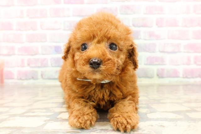 栃木県のトイプードル(トイ) (Coo&RIKU足利店/2025年6月25日生まれ/男の子/レッド)の子犬