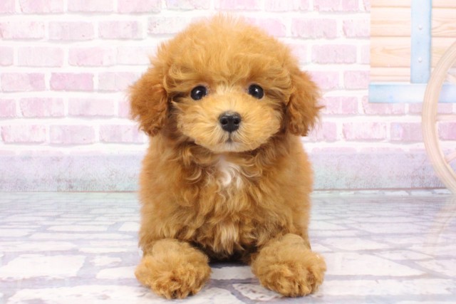 大阪府のトイプードル(トイ) (Coo&RIKU東大阪店/2025年6月13日生まれ/男の子/オレンジフォーン)の子犬