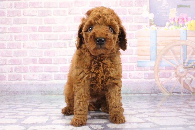 兵庫県のトイプードル(トイ) (Coo&RIKU尼崎店/2025年6月26日生まれ/女の子/レッドフォーン)の子犬の1枚目の画像